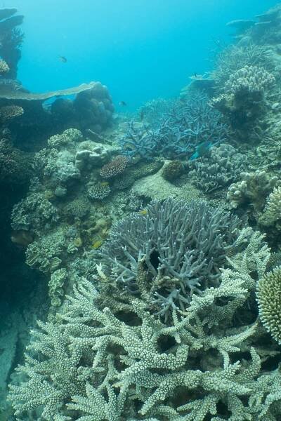 Pixie Reef Data Page 2020 - Jennifer Marohasy