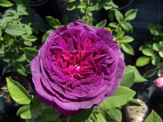 ́Robert le Diable ́ Rosa x centifolia