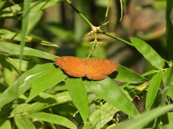 Species – Centre for Urban Ecology and Sustainability