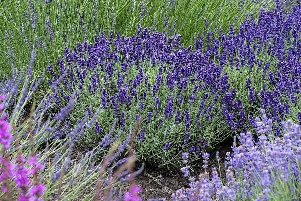 levandule úzkolistá 'hidcote blue' Výrobce ostatní