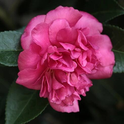 Camellia Sasanqua Alabama Beauty