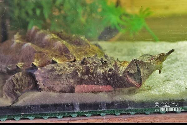 Mata Mata (Chelus fibriata)