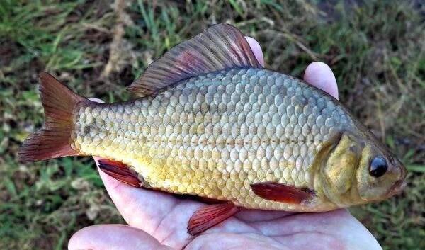 Karas obecný (Carassius carassius) » Rybářský rozcestník