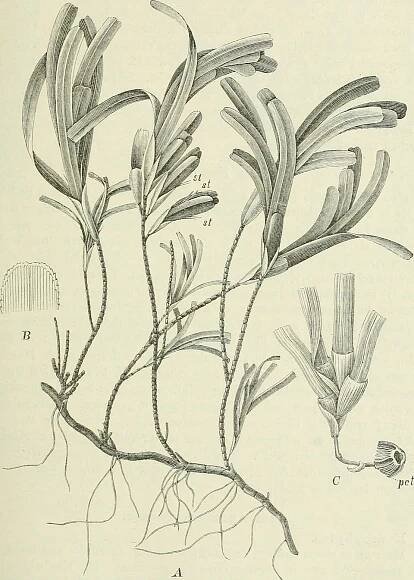 Cymodoceaceae – Wikipedie