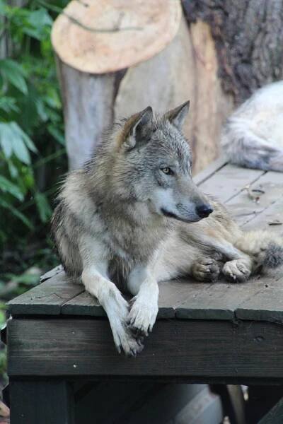 Základová fotografie na téma @ venku, alfa vlk, arktický vlk, bdělý, canis lupus, chování vlka, detail, divočina, divoký