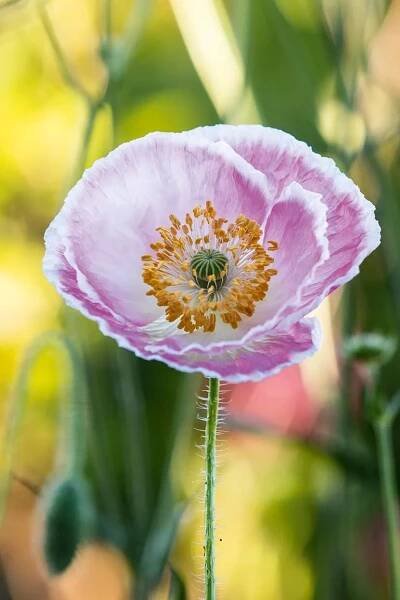 Papaver rhoeas Shirley Group