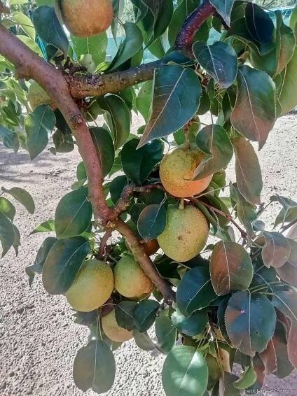Hrušeň písečná - Pyrus pyrifolia
