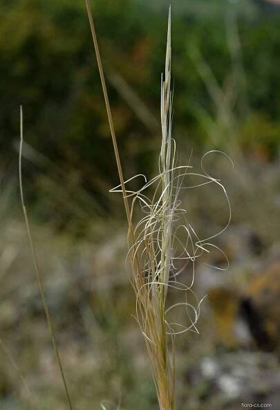Kavyl vláskovitý (Stipa capillata)