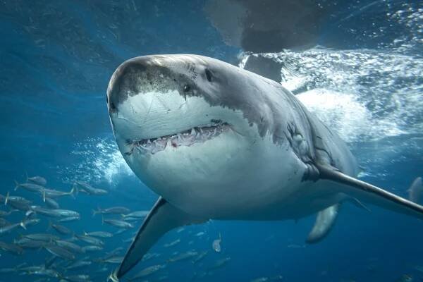 Obrázek - Carcharodon carcharias (žralok lidožravý) | BioLib.cz