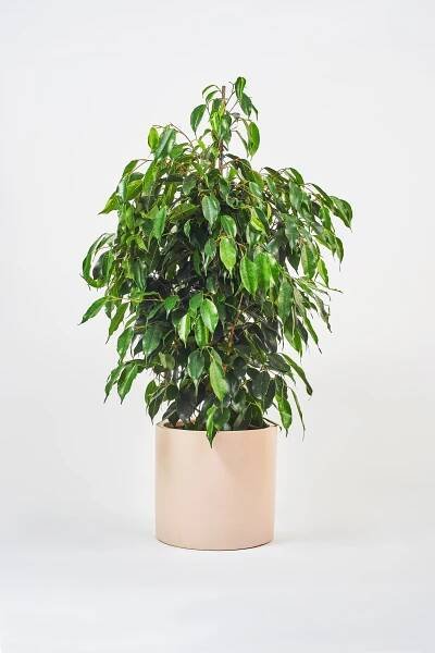 Weeping Fig - H100cm - Beards & Daisies - Home All