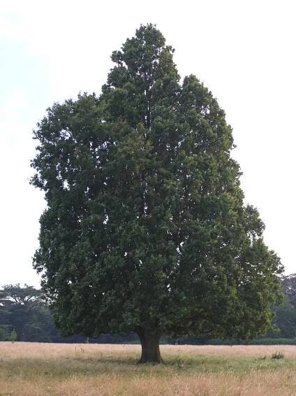Quercus robur f. fastigiata