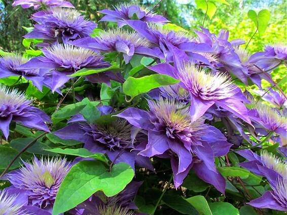 Klematis | Plamének | Clematis