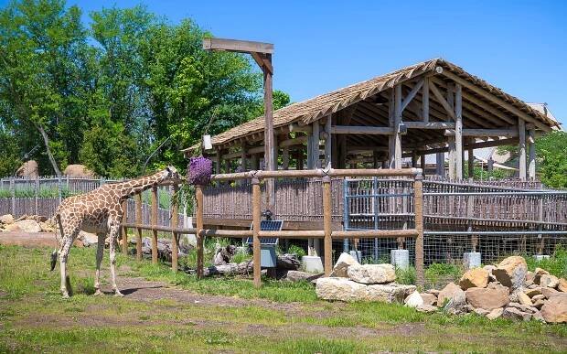 Topeka Zoo & Conservation Center | Giraffe & Friends