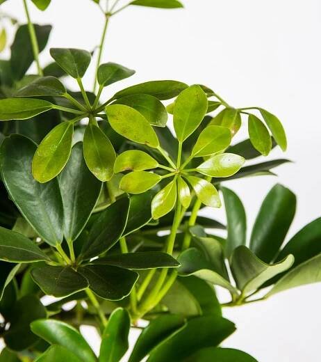 Šeflera, Schefflera arboricola Nora, květináč 17 cm, skladem | ZAZUMi.cz