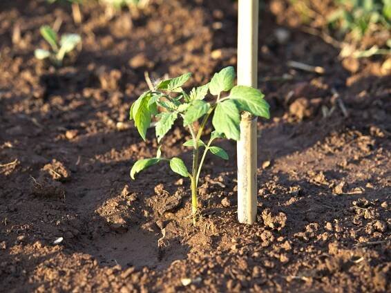 Tomato to be trained to a single stake