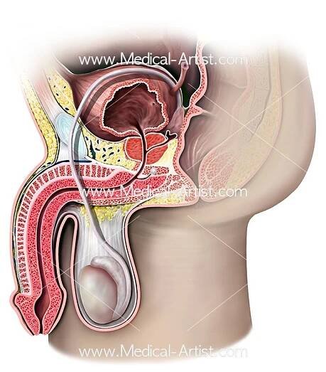 Illustration of the reproductive anatomy belonging to a male