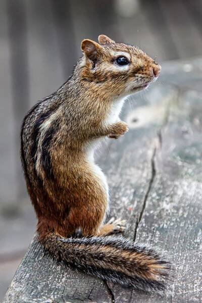 Chipmunks – A Love Hate Story