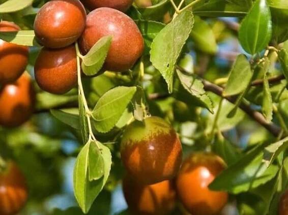 BIO Jujuba (Ziziphus jujuba) Čínske datle