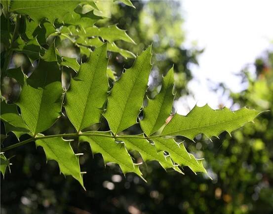 Tall Oregon Grape (Mahonia [Berberis] aquifolium), Pacific northwest native shrub
