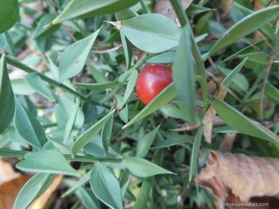 Atlas - fotogalerie: ruscus aculeatus; 1