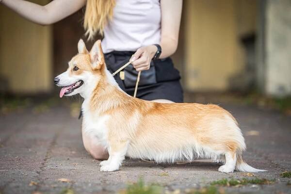 Corgi