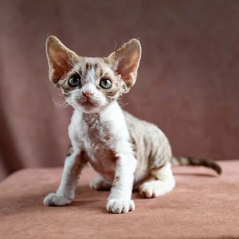 Hugo, boy, born 04.20.25. Devon Rex Pixie Cattery