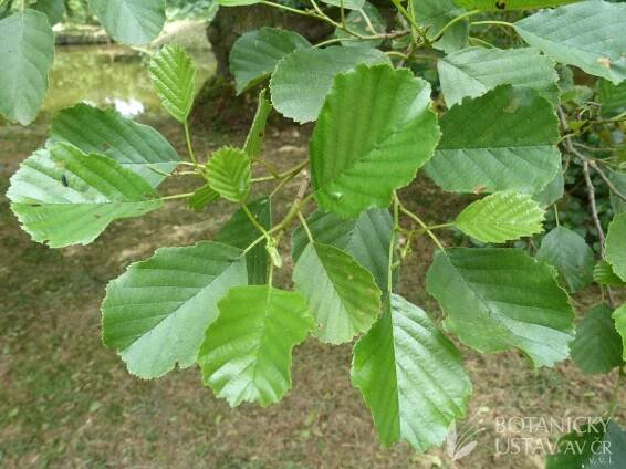 olše lepkavá (Alnus glutinosa) | Petr Petřík | Autoři | iBotky.cz