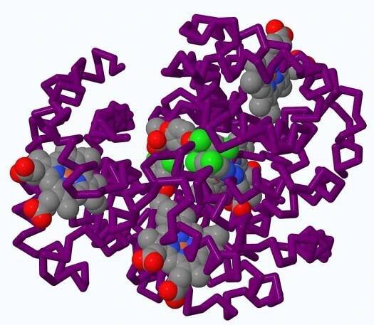 hemoglobin