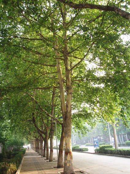 Platanus × hispanica