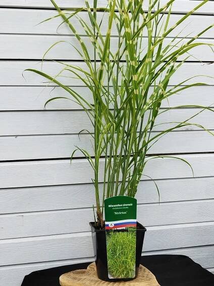 Miscanthus sinensis 'Strictus' - Záhradníctvo Čambor