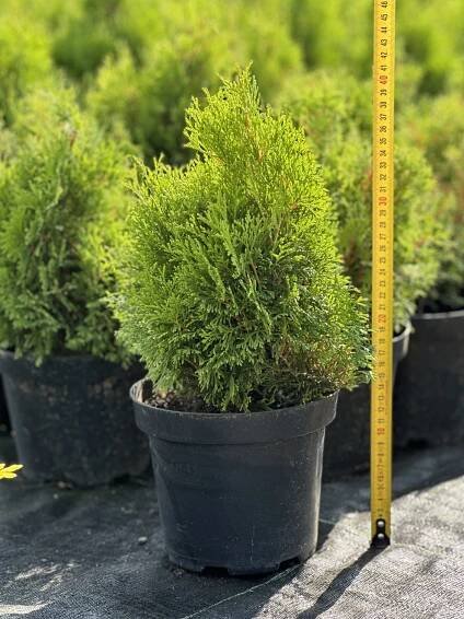 Thuja occidentalis 'Miky' C2