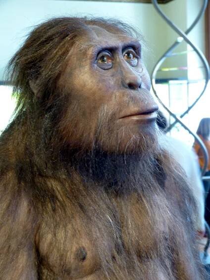 Australopithecus