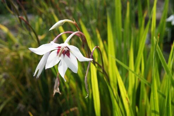 Paví orchidej (Acidanthera)