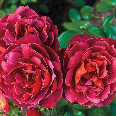 Hot CocoaTM Floribunda Rose bare root
