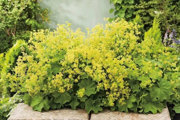 Kontryhel měkký žlutý průměr květináče cca 13 cm Alchemilla