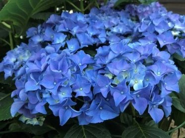 Hydrangea macr. 'Early Blue'® - Zahradní centrum "Strakovo" s.r.o.
