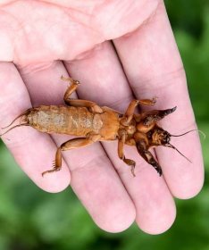 Krtonožka na dlani - patří mezi jedny z největších hmyzích škůdců v zahradě