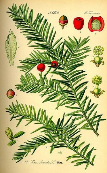 Tis červený/obecný (Taxus baccata)