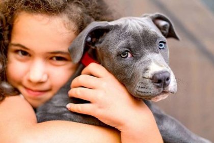 young girl holding her grey american stafford terrier puppy in her arms