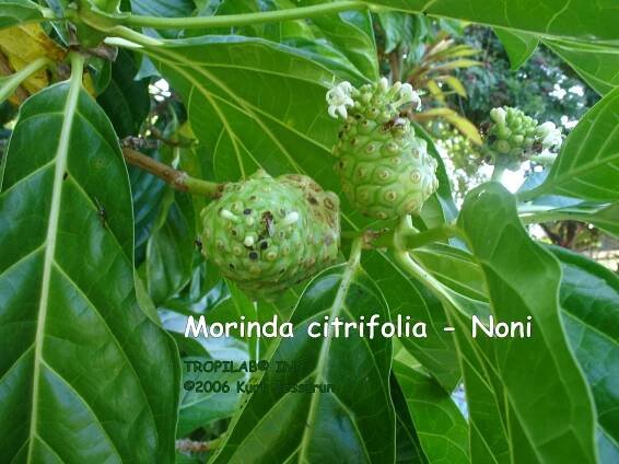 noni morinda citrifolia – Seznam.cz