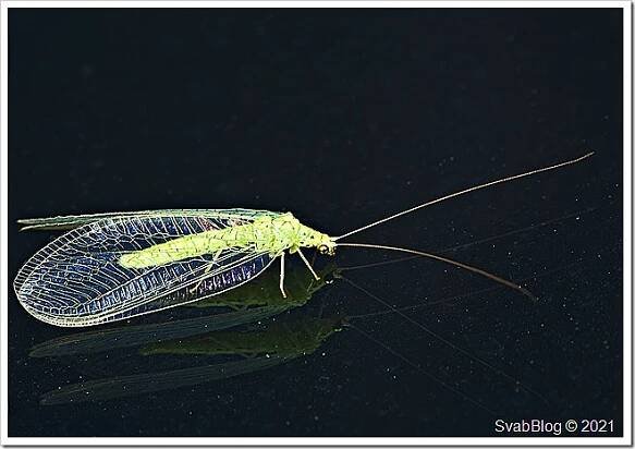 Zlatoočko Chrysotropia ciliata