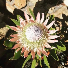 Perfection in a flower. The king protea (protea cynaroides) is one of the most incredibly beautiful of protea. The flower is unmistakably unique. @kinghornsgardens #thisissouthafrica #capetownsouthafrica #kinghornsgardens #protea #capetown #gardens #
