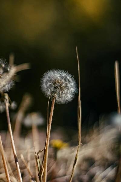 Free Serene dandelion seed head in natural setting, showcasing delicate beauty of nature. Stock Photo
