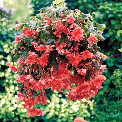 Begónie hlíznatá 'Illumination Rose'