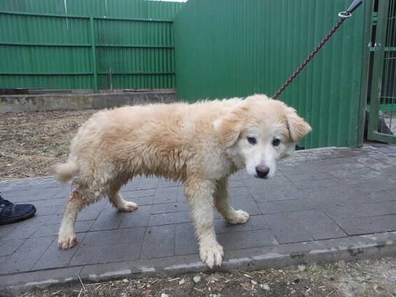 Psi k adopci z útulků, azylů a neziskových organizací