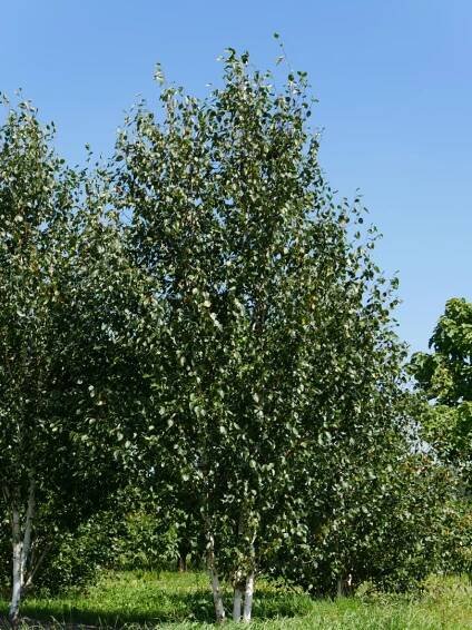 Betula utilis var. jacquemontii | bříza himalájská - Van den Berk školky