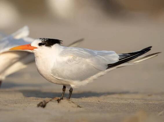 Nonbreeding adult - ML308485631