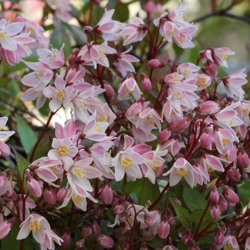 Trojpuk 'Yuki Cherry Blossom' květináč 5 litrů, výška 30/40cm, keř