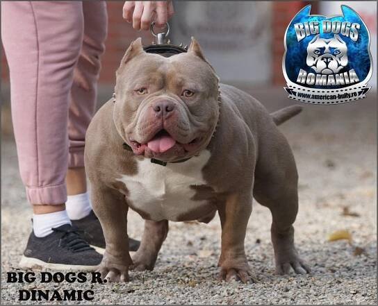 Dinamic – American-Bully.ro – Bully Romania big dogs caini