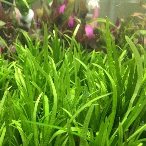 Live Plants For Betta Splendens | ScapeLyfe
